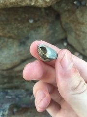 Bembicium nanum