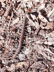 Cormocephalus esulcatus