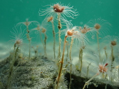 Ectopleura