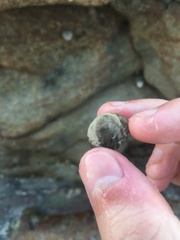 Bembicium nanum