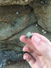 Bembicium nanum