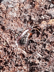 Cormocephalus esulcatus