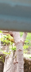 Ploceus