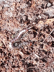 Cormocephalus esulcatus