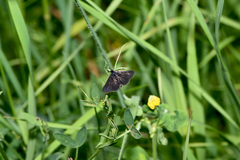 Pyrausta coracinalis