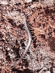 Cormocephalus esulcatus