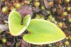 Eriospermum