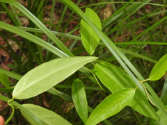 Leichhardtia fraseri