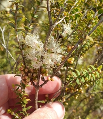 Melaleuca acuminata