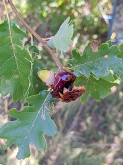 Andricus dentimitratus