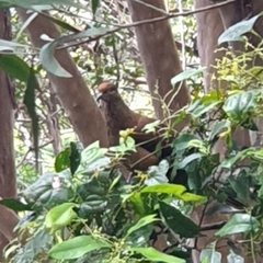 Macropygia phasianella