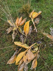 Gentiana lutea
