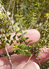 Melaleuca acuminata
