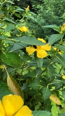 Turnera ulmifolia