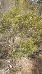 Melaleuca acuminata