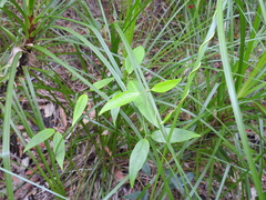 Leichhardtia fraseri
