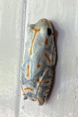 Hyperolius marmoratus