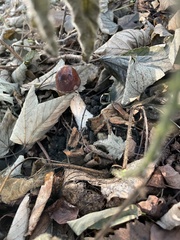 Stropharia rugosoannulata