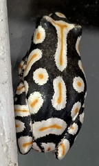 Hyperolius marmoratus