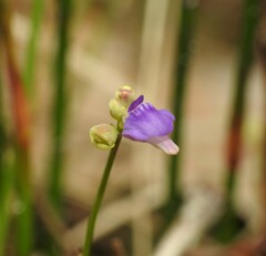 Utricularia caerulea