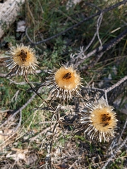 Carlina vulgaris