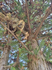 Cunninghamia lanceolata