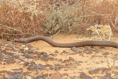 Pseudonaja aspidorhyncha