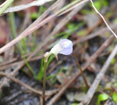 Utricularia uliginosa