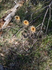 Carlina vulgaris