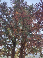 Cunninghamia lanceolata