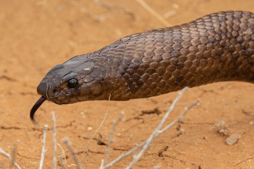 Strap-Snouted Brown Snake