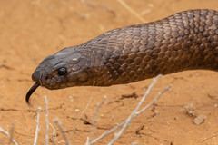 Pseudonaja aspidorhyncha