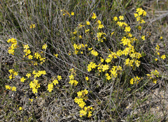 Hibbertia microphylla