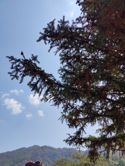 Cunninghamia lanceolata