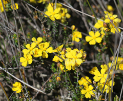 Hibbertia microphylla