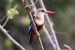 Halcyon leucocephala