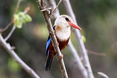 Halcyon leucocephala