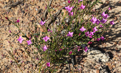 Boronia denticulata