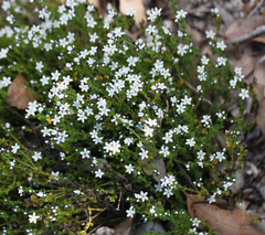 Orianthera serpyllifolia