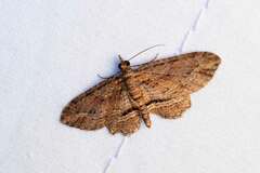 Chloroclystis filata