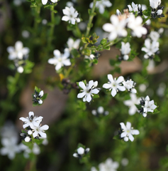 Orianthera serpyllifolia