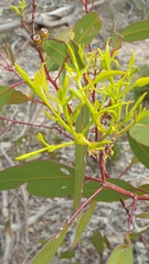Eucalyptus porosa