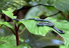 Chrysopelea paradisi