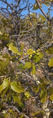 Ochna pulchra