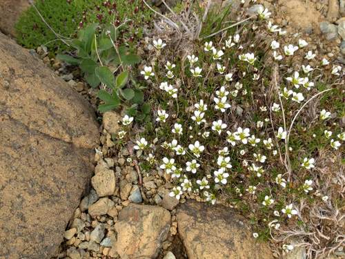 Serpentine stitchwort (Cherleria marcescens)