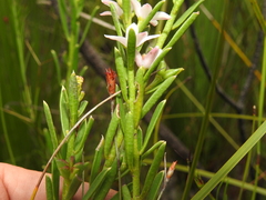 Philotheca queenslandica