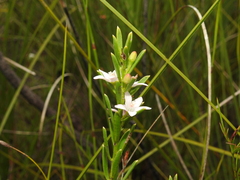 Philotheca queenslandica