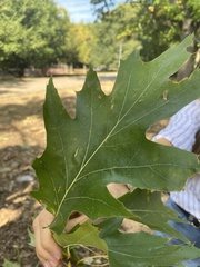 Quercus rubra
