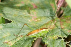 Conocephalus dorsalis