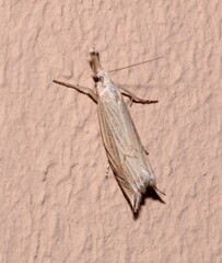 Metacrambus carectellus